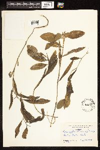 Potamogeton illinoensis image