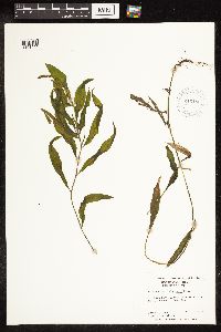 Potamogeton illinoensis image