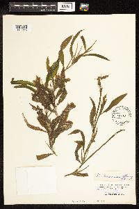 Potamogeton illinoensis image