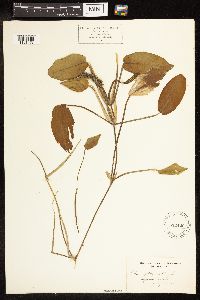 Potamogeton natans image