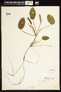 Potamogeton natans image