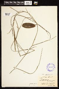 Potamogeton natans image