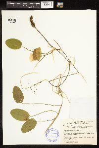 Potamogeton natans image