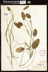 Potamogeton natans image