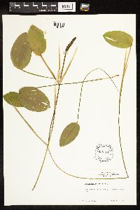 Potamogeton natans image