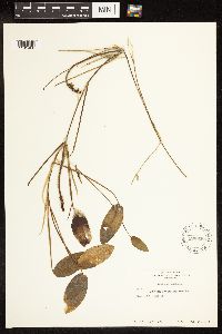 Potamogeton natans image