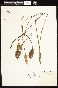 Potamogeton natans image