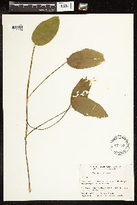 Potamogeton natans image