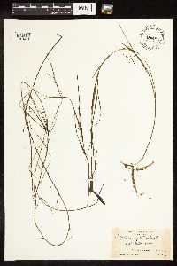 Potamogeton natans image