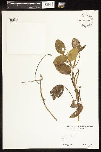 Potamogeton natans image