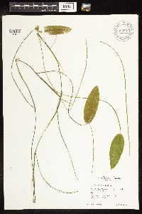 Potamogeton natans image