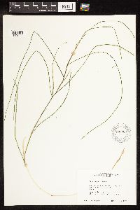 Potamogeton natans image