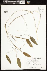 Potamogeton natans image