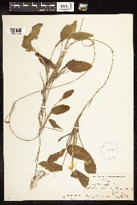 Potamogeton natans image