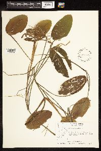 Potamogeton natans image