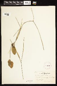 Potamogeton natans image