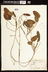 Potamogeton natans image