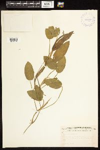 Potamogeton natans image