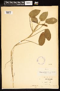 Potamogeton natans image