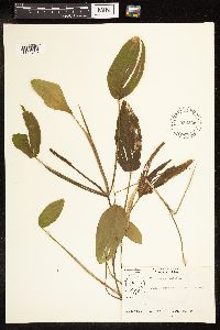 Potamogeton natans image
