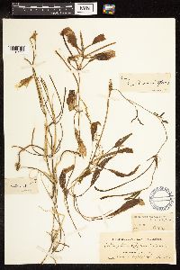 Potamogeton natans image