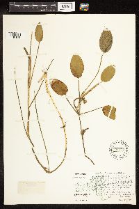 Potamogeton natans image