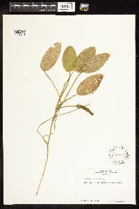Potamogeton natans image