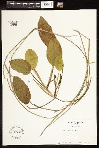 Potamogeton natans image