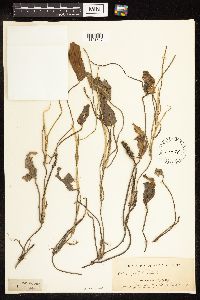 Potamogeton natans image