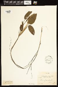 Potamogeton natans image