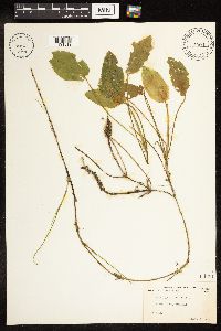 Potamogeton natans image