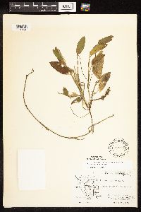 Potamogeton natans image