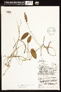Potamogeton natans image