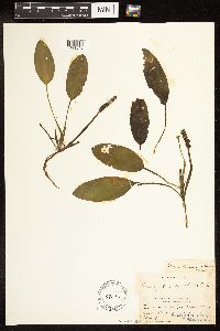 Potamogeton nodosus image