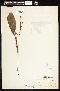 Potamogeton nodosus image