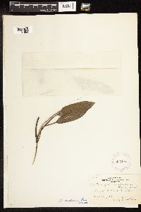 Potamogeton nodosus image