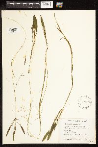 Potamogeton nodosus image