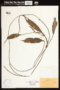 Potamogeton nodosus image