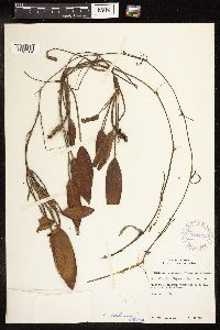 Potamogeton nodosus image