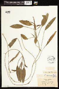 Potamogeton nodosus image