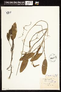 Potamogeton nodosus image
