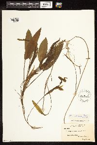 Potamogeton nodosus image