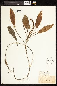 Potamogeton nodosus image