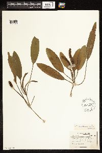 Potamogeton nodosus image