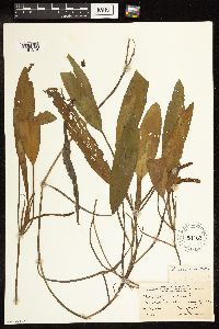 Potamogeton nodosus image