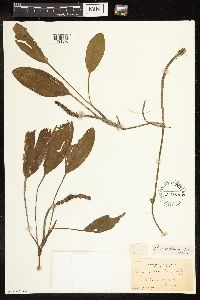 Potamogeton nodosus image