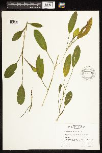 Potamogeton nodosus image