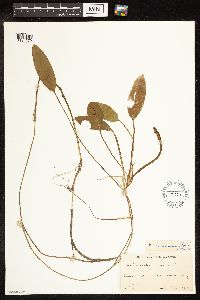 Potamogeton nodosus image