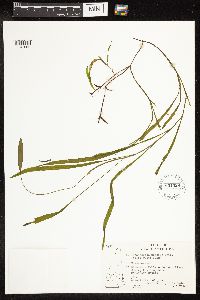 Potamogeton nodosus image