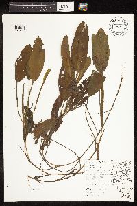 Potamogeton nodosus image